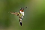 Ruby-throated Hummingbirdborder=