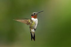 Ruby-throated Hummingbird