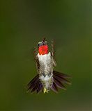 Ruby-throated Hummingbirdborder=