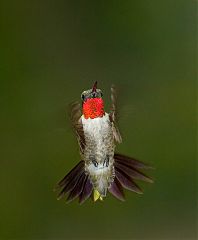 Ruby-throated Hummingbird