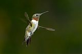 Ruby-throated Hummingbirdborder=