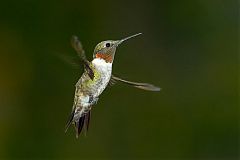 Ruby-throated Hummingbird