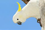 Sulphur-crested Cockatoo