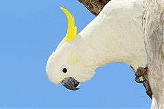 Sulphur-crested Cockatoo