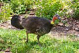 Australian Brushturkey