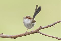 Superb Fairywren