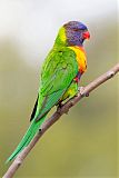 Rainbow Lorikeetborder=