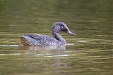 Freckled Duck