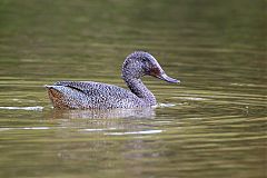 Freckled Duck