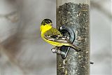 Lesser Goldfinch