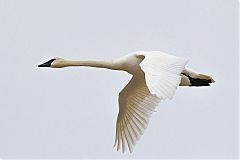 Trumpeter Swan