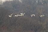 Trumpeter Swan