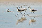 American Avocetborder=