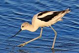 American Avocetborder=