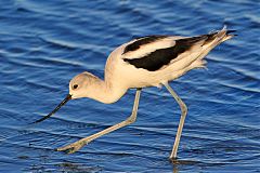 American Avocet