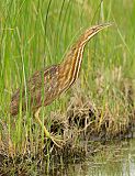 American Bittern