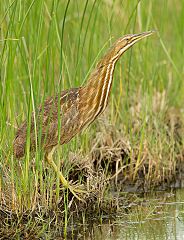 American Bittern