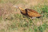 American Bittern