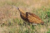 American Bittern