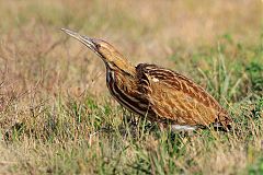 American Bittern