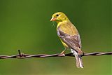 American Goldfinch