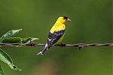 American Goldfinch