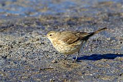 American Pipit