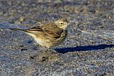 American Pipit