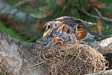 American Robin