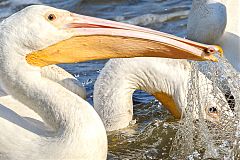 American White Pelican