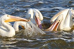 American White Pelican