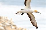 Australasian Gannet