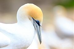 Australasian Gannet