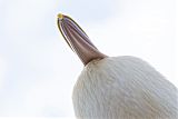 Australian Pelicanborder=