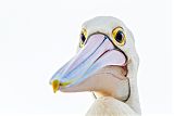 Australian Pelican