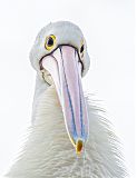 Australian Pelicanborder=