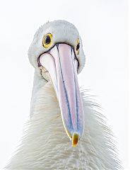 Australian Pelican