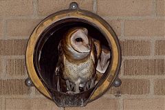 American Barn Owl
