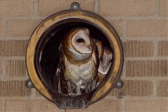 Barn Owl