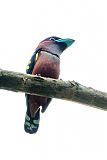 Banded Broadbill