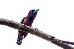 Banded Broadbill