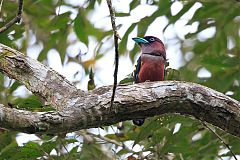 Banded Broadbill