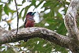 Banded Broadbill