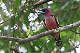 Banded Broadbill