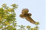 Barred Owl