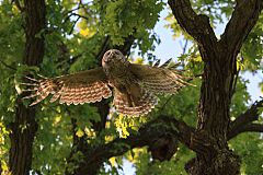 Barred Owl