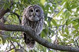 Barred Owl