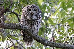 Barred Owl