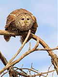 Barred Owl