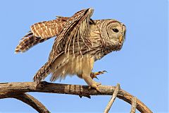 Barred Owl